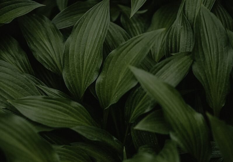 a close up of a plant with green leaves