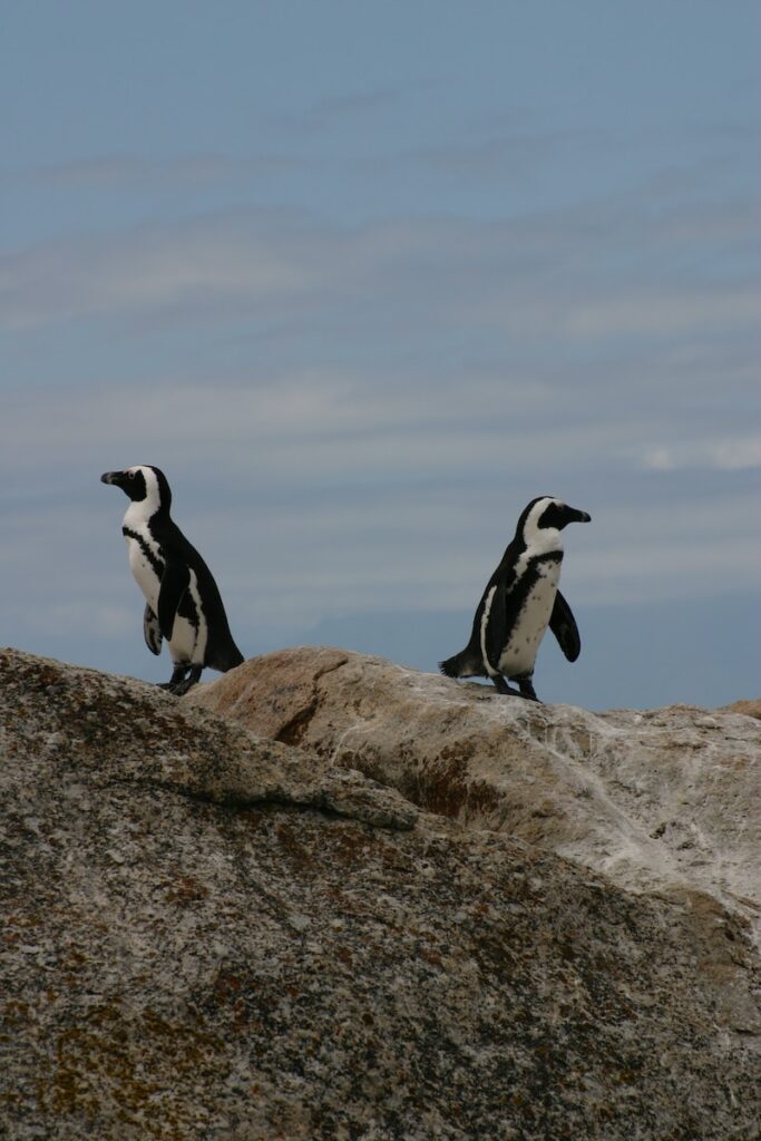two penguins standing on rock