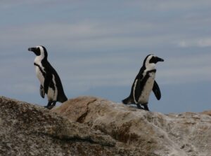 two penguins standing on rock